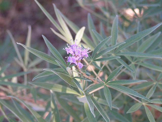 Why Agnus Castus is in the Herbal Treatment for Recovery from Adrenal Exhaustion & Rehabilitation from Adrenal Abuse
