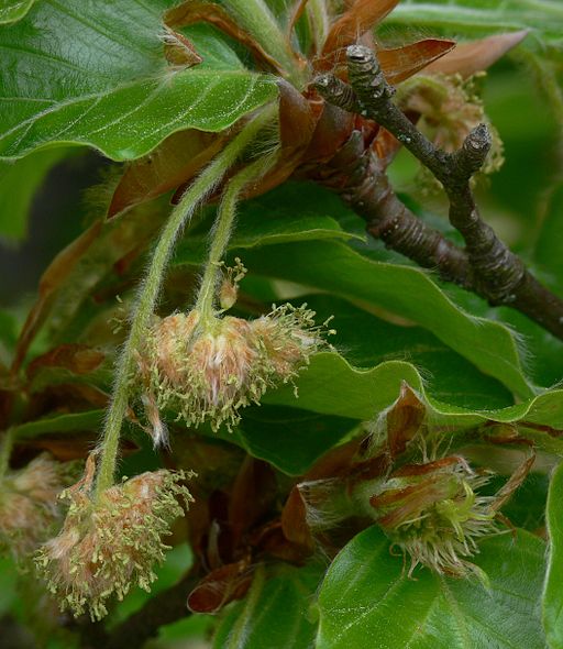 How Bach Flower Beech supports natural healing in cats