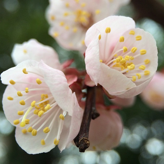 How Bach Flower Cherry plum supports natural healing