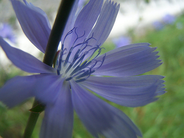 How Bach Flower Chicory supports natural healing in horses