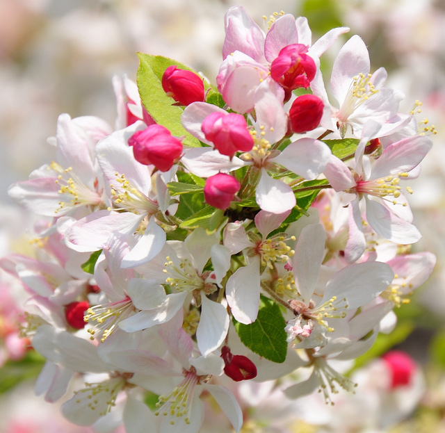 How Bach Flower Crab Apple supports natural healing