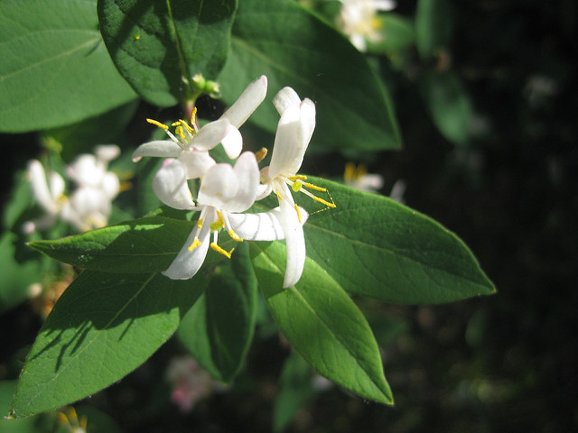 How Bach Flower Honeysuckle supports natural healing