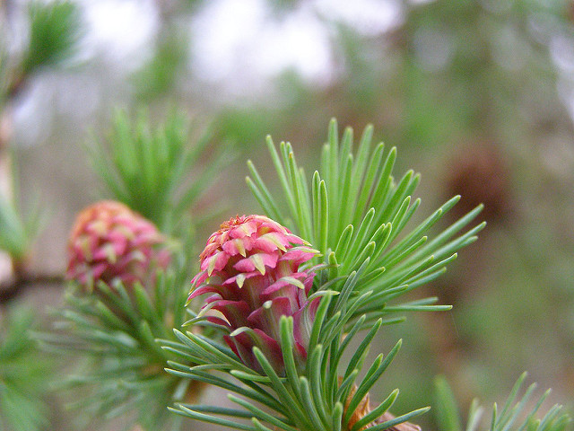 How Bach Flower Larch supports natural healing