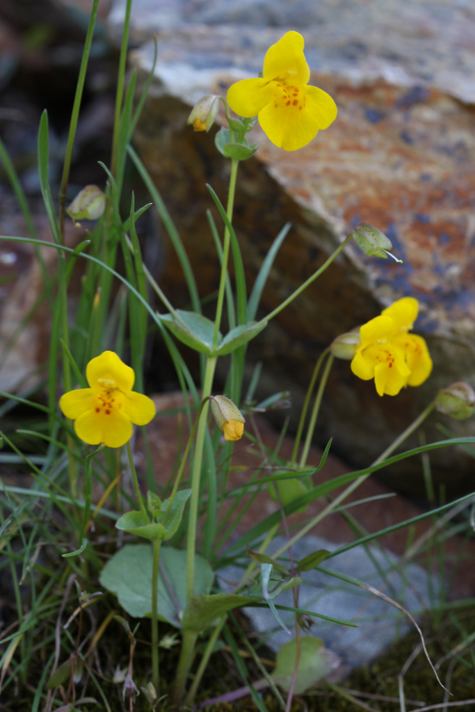 How Bach Flower Mustard supports natural healing