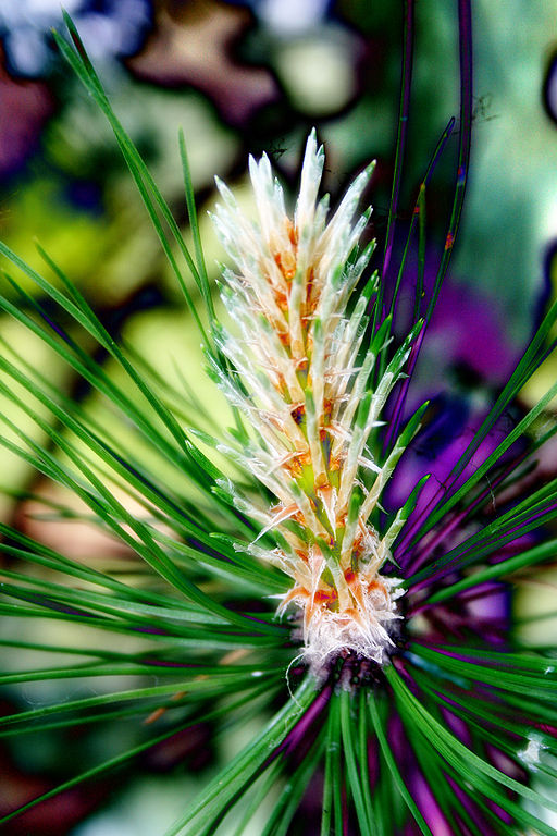 How Bach Flower Pine supports natural healing in horses