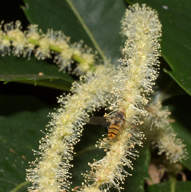 How Bach Flower Sweet Chestnut supports natural healing in horses