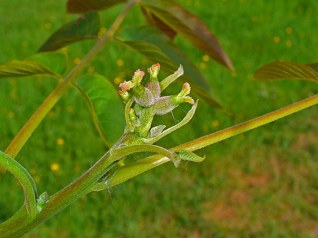 How Bach Flower Walnut supports natural healing