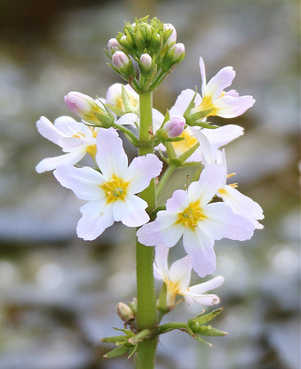 How Bach Flower Water Violet supports natural healing