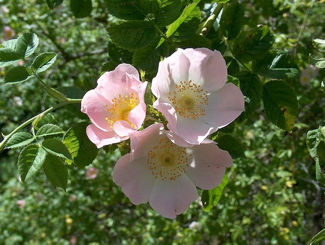 How Bach Flower Wild Rose supports natural healing