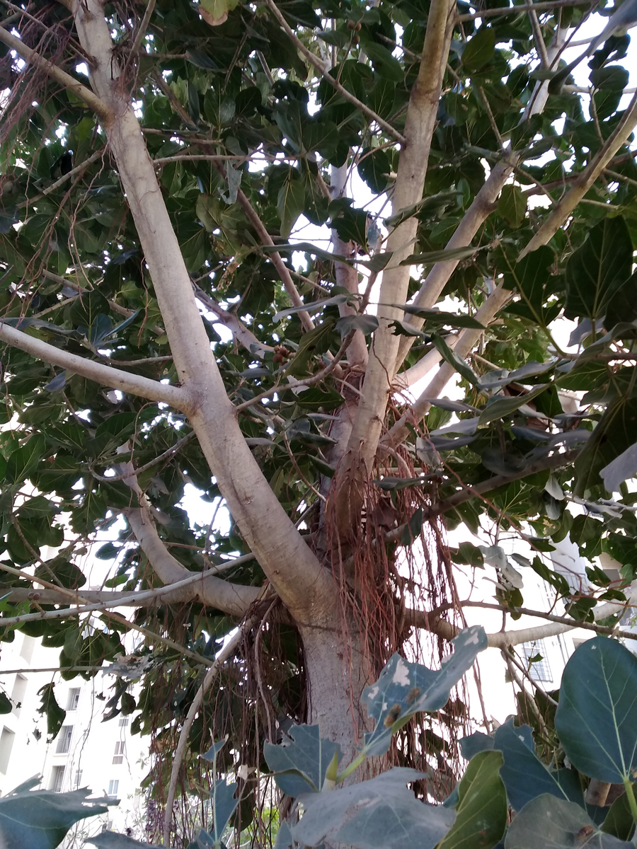 banyan-tree-aerial-roots