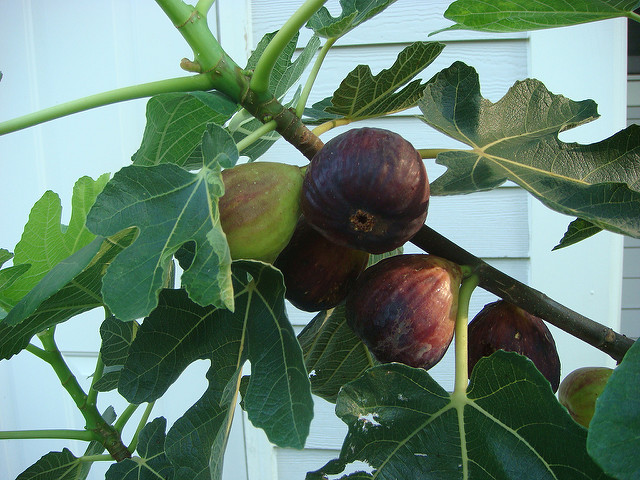 Why Fig  is in the Herbal Treatment for Painful Periods with Heavy Bleeding
