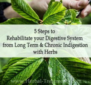 5 Steps to Rehabilitate your Digestive System from Long Term and Chronic Indigestion with Herbs