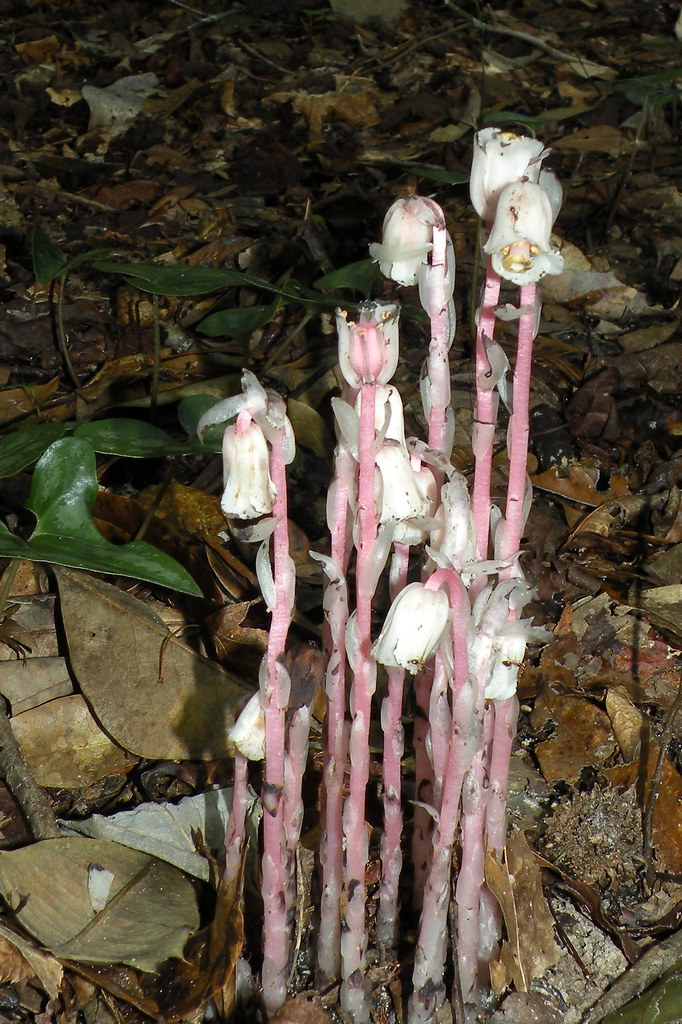 Monotropa uniflora (one-flowered Indian-pipe), Bristol, FL