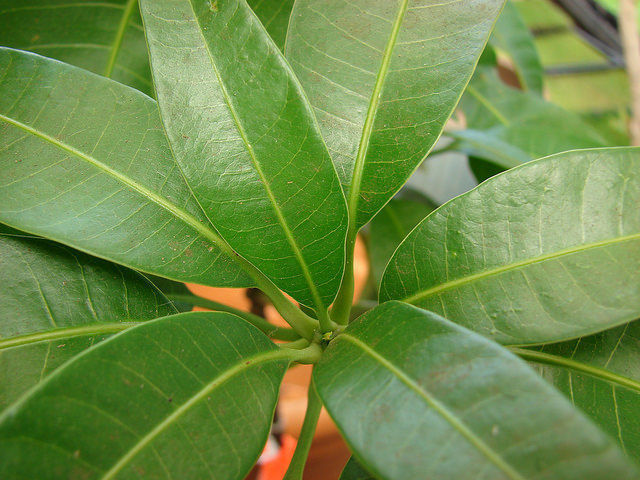 Why Mango Leaf  is in the Herbal Treatment for Recovery from Adrenal Exhaustion & Rehabilitation from Adrenal Abuse