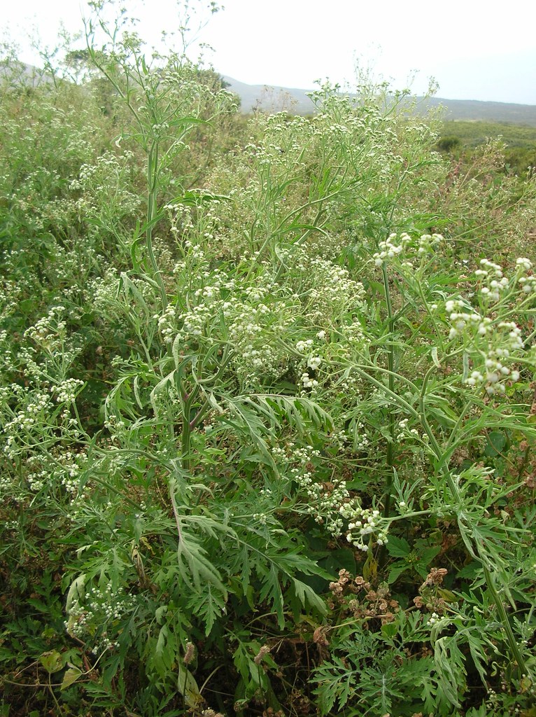 parthenium-grass-wild-feverfew-herbal-medicine