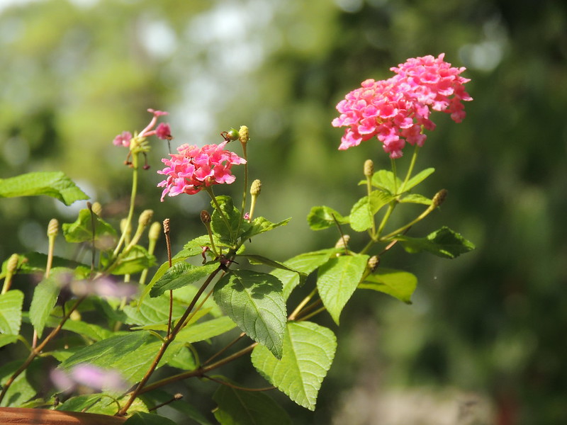 pink-lantana-herbal-medicine