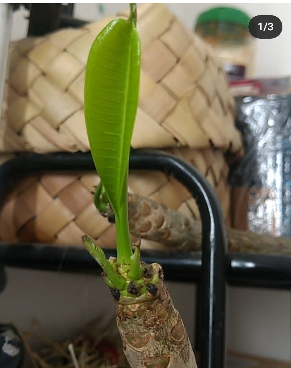 plumeria-frangipani-leaves-4