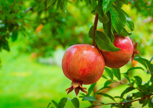 Pomegranate extract for cancer recovery and prevention.