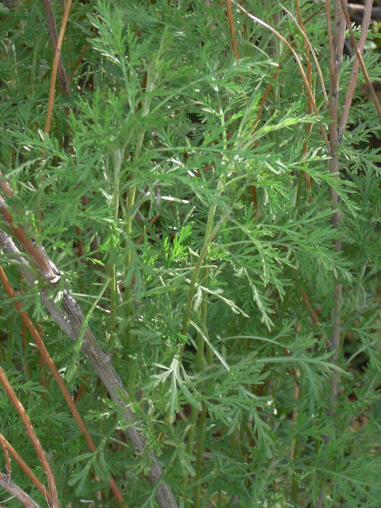 southernwood-artimisia-abrotanum-herbal-medicine.jpg
