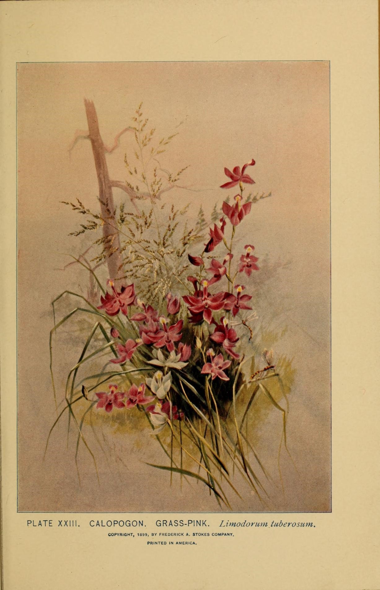 tuberous-grasspink-herbal-medicine-1899.jpg