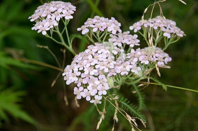 Why Yarrow  is in the Herbal Treatment for Painful Periods with Heavy Bleeding