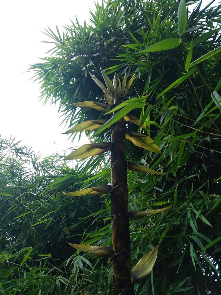 New Bamboo Shoot Almost as tall as Parents