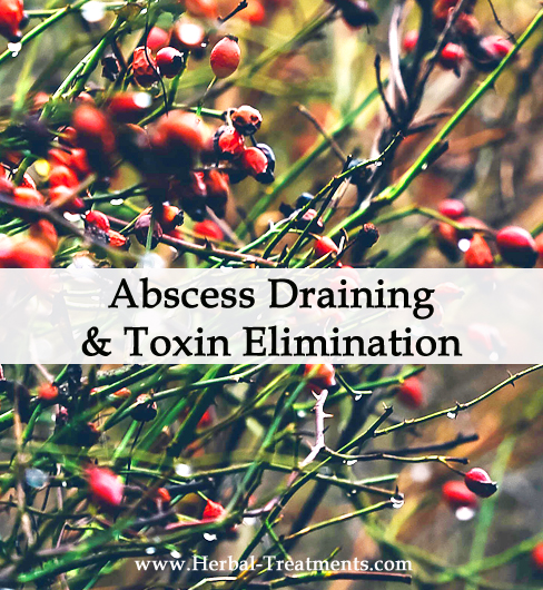 Herbal Medicine for Abscess Draining & Toxin Elimination