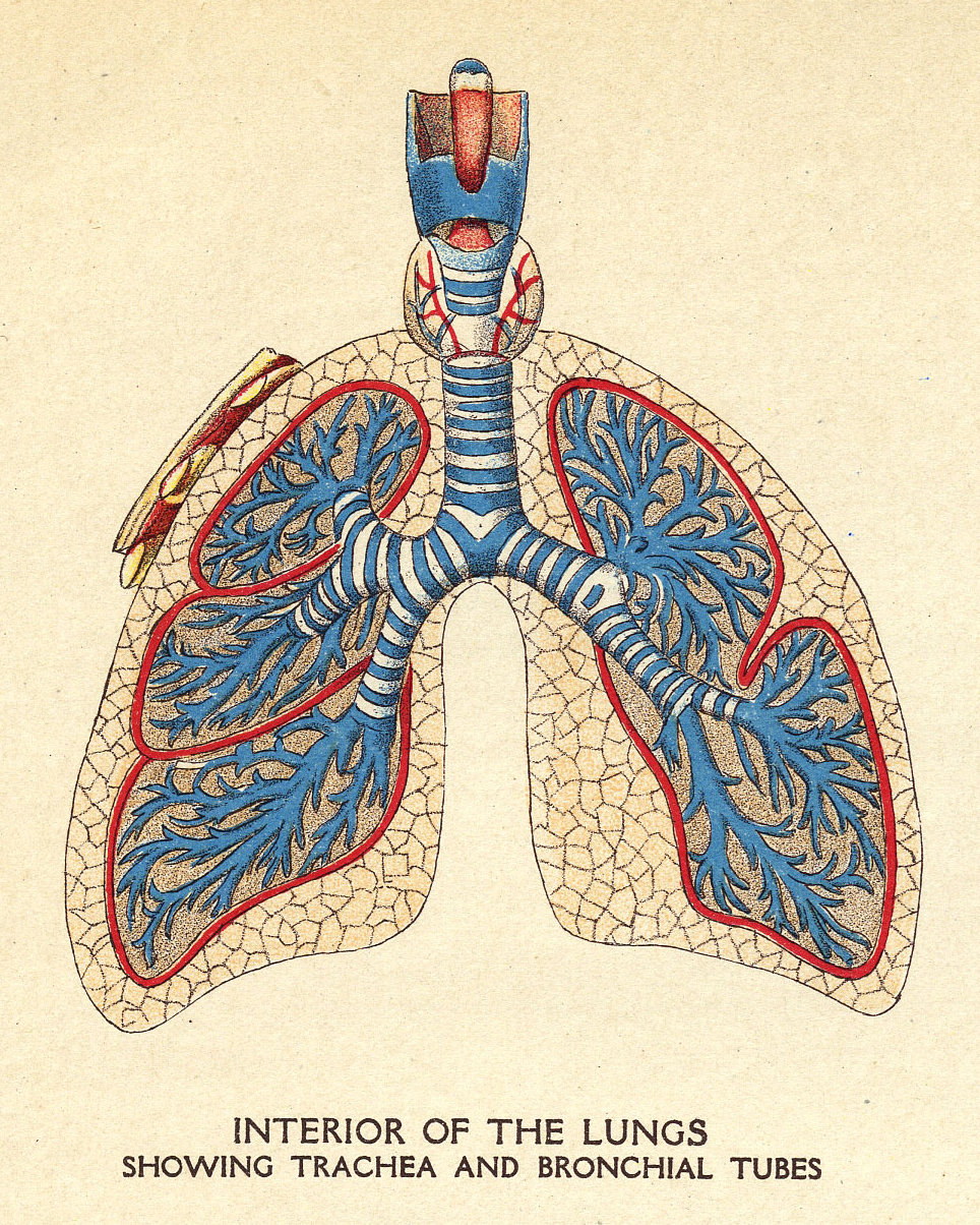 Rehabilitating the Lungs from Shock and Trauma