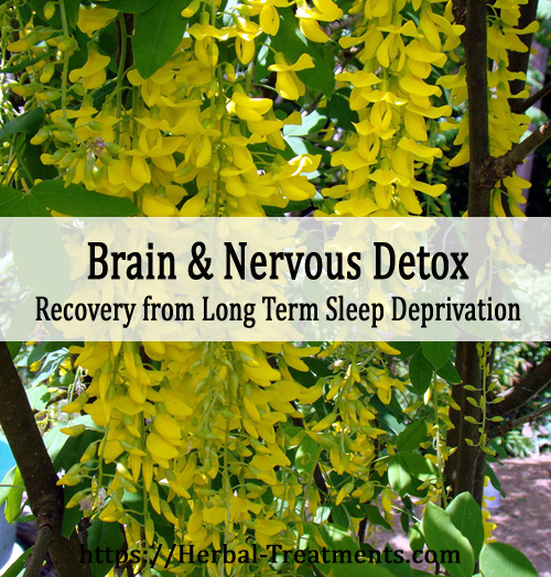 Herbal Treatment for Brain and Nervous Toxin Removal