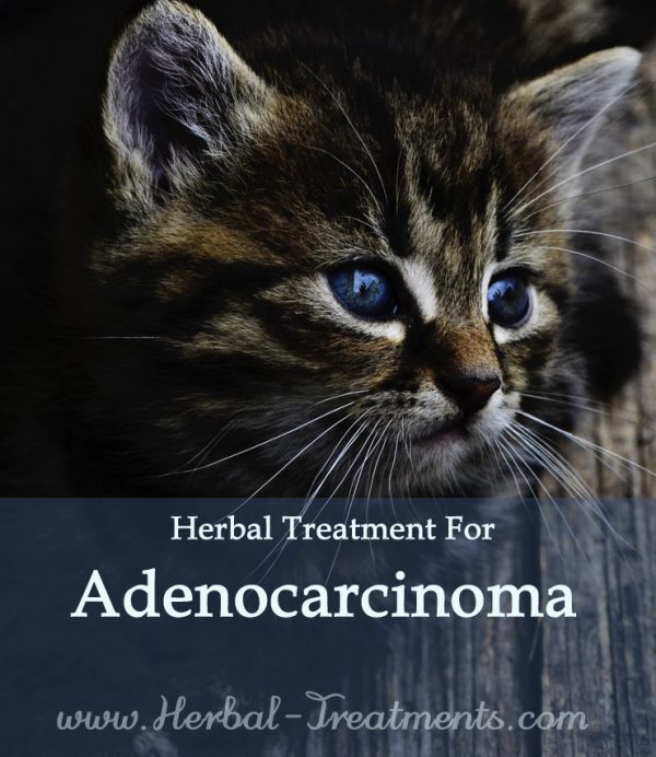 Herbal Treatment for Cancer - Adenocarcinoma in Cats
