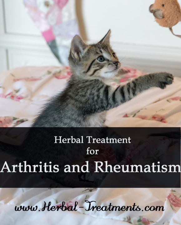 Herbal Treatment for Arthritis and Rheumatism in Cats
