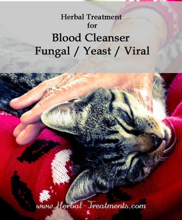 Herbal Treatment for Yeast, Fungal and Viral Infections in Cats