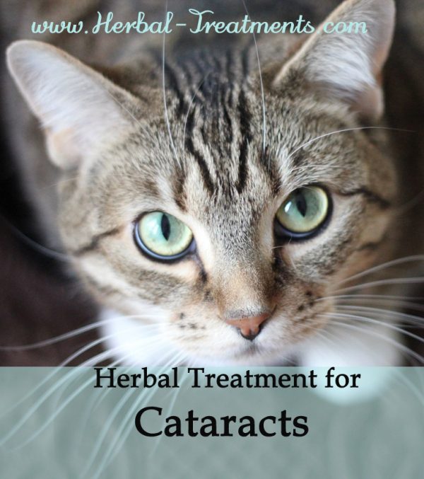 Herbal Treatment for Cataracts in Cats