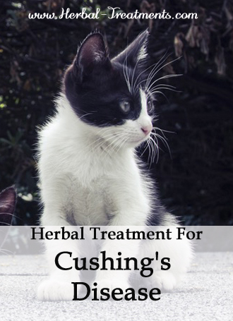 Herbal Treatment for Cushing's Disease in Cats