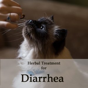 Herbal Treatment for Diarrhea in Cats