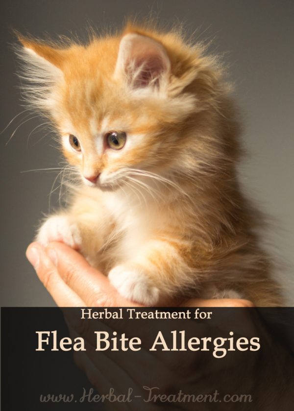 Herbal Treatment for Flea Bite Allergies in Cats