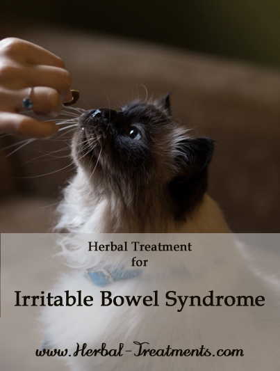 Herbal Treatment for Irritable Bowel Disease in Cats