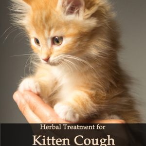 Herbal Treatment for Kitten Cough