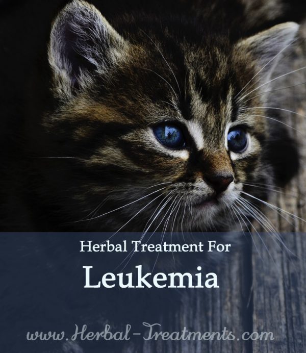 Herbal Treatment for Cancer - Leukaemia in Cats