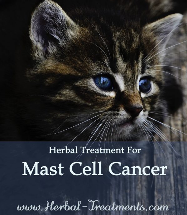 Herbal Treatment for Cancer - Mast Cell Cancer in Cats