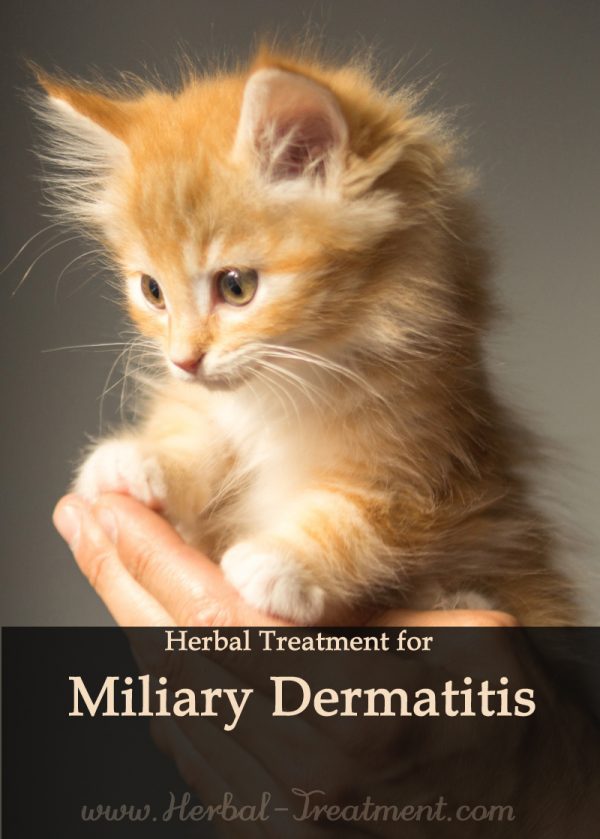 Herbal Treatment for Miliary Dermatitis in Cats