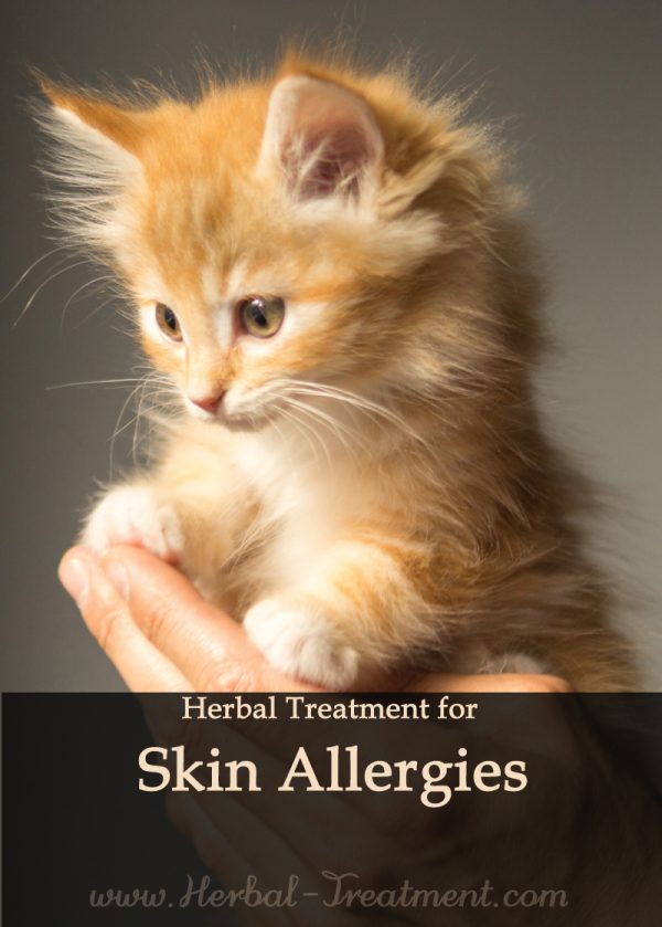 Herbal Treatment for Skin Allergies in Cats