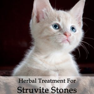 Herbal Treatment for Struvite Stones in Cats