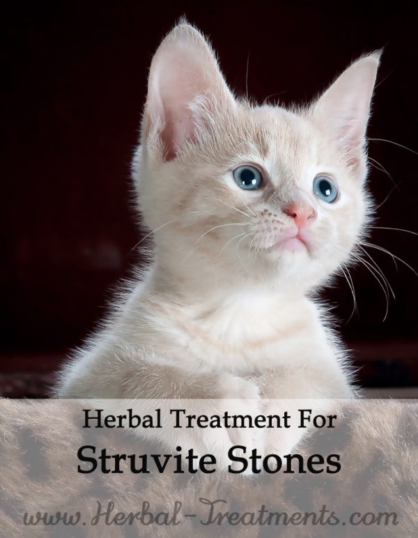 Herbal Treatment for Struvite Stones in Cats