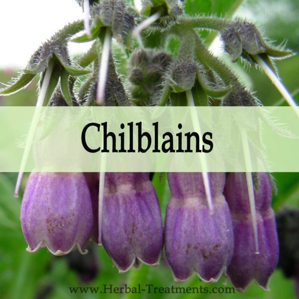 Herbal Medicine for Chilblains
