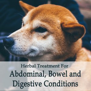 Herbal Treatments for Canine Abdominal, Digestive and Bowel Conditions