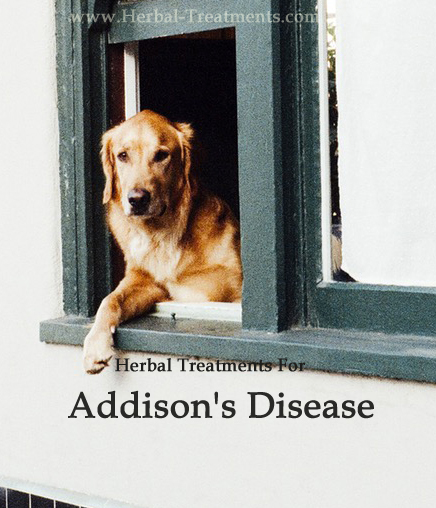 Herbal Treatment For Addison's Disease in Dogs