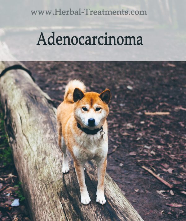 Herbal Treatment for Cancer - Adenocarcinoma in Dogs