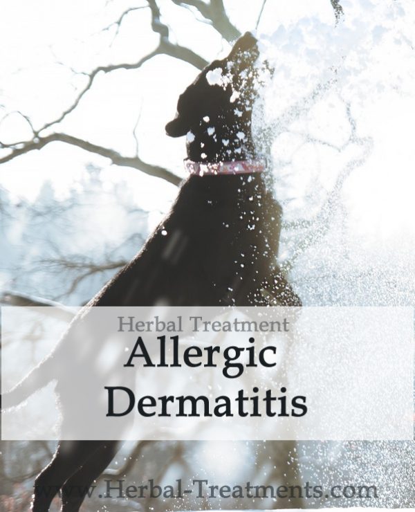 Herbal Treatment for Allergic Dermatitis in Dogs