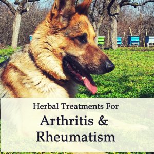 Arthritis and Rheumatism in Dogs